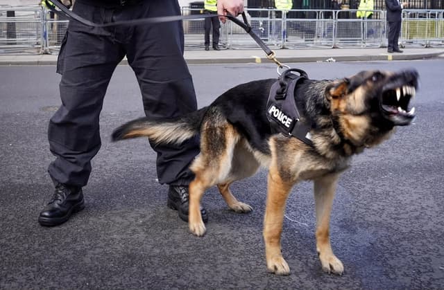 K9 security unit in active operations